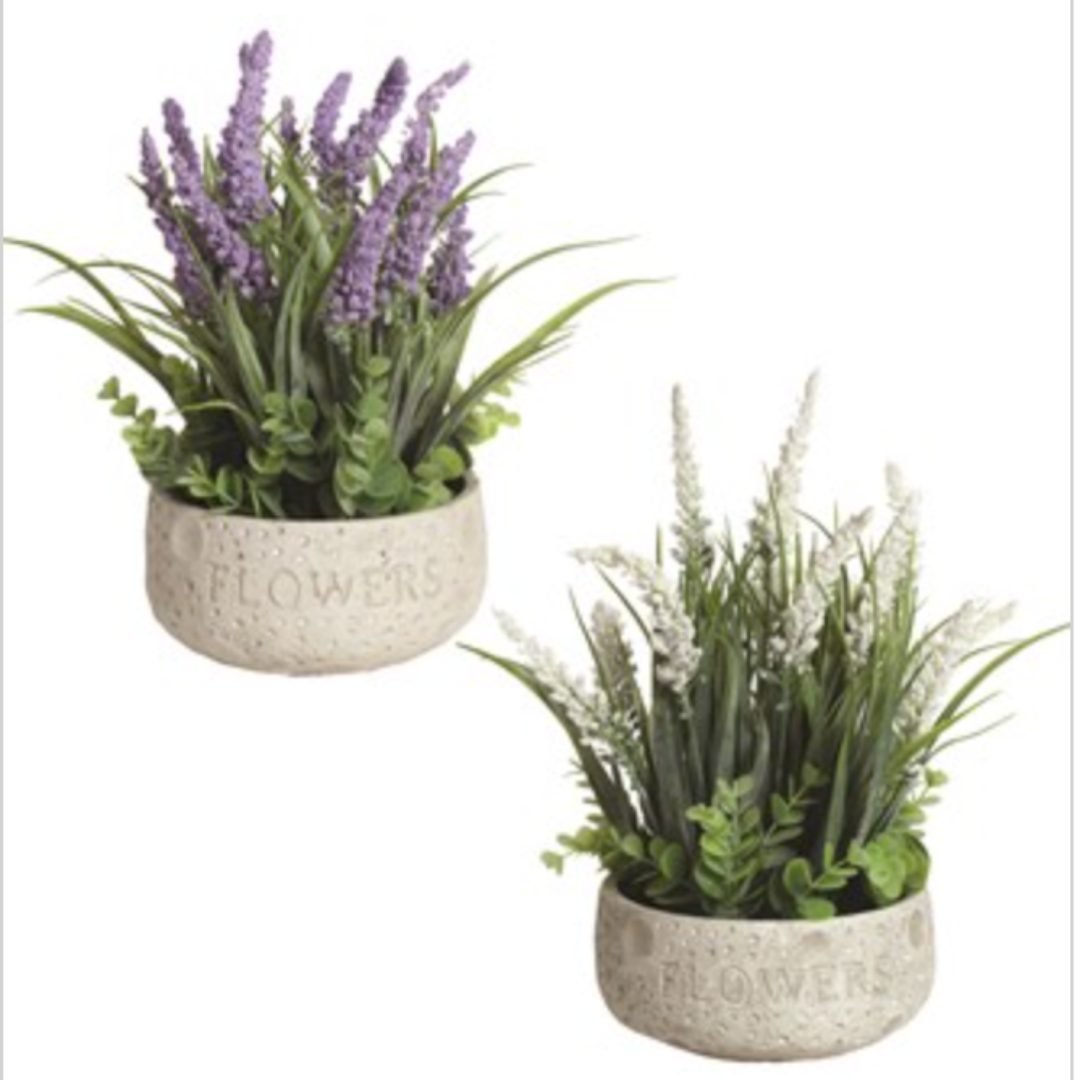 Potted Plant Lavender 29cm