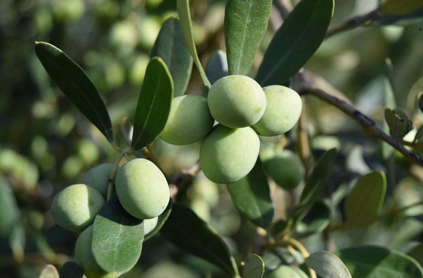 Artisan Herb of Grace Olive Oil Soap